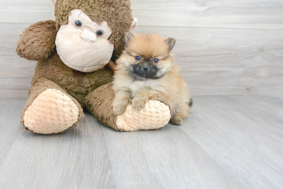 Pomeranian Pup Being Cute