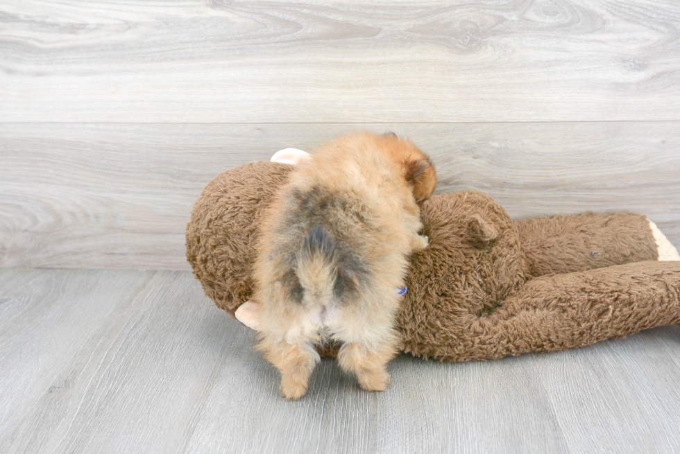 Pomeranian Puppy for Adoption