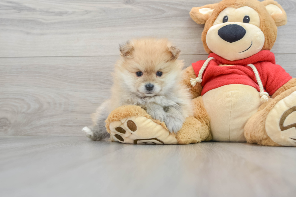 Pomeranian Puppy for Adoption