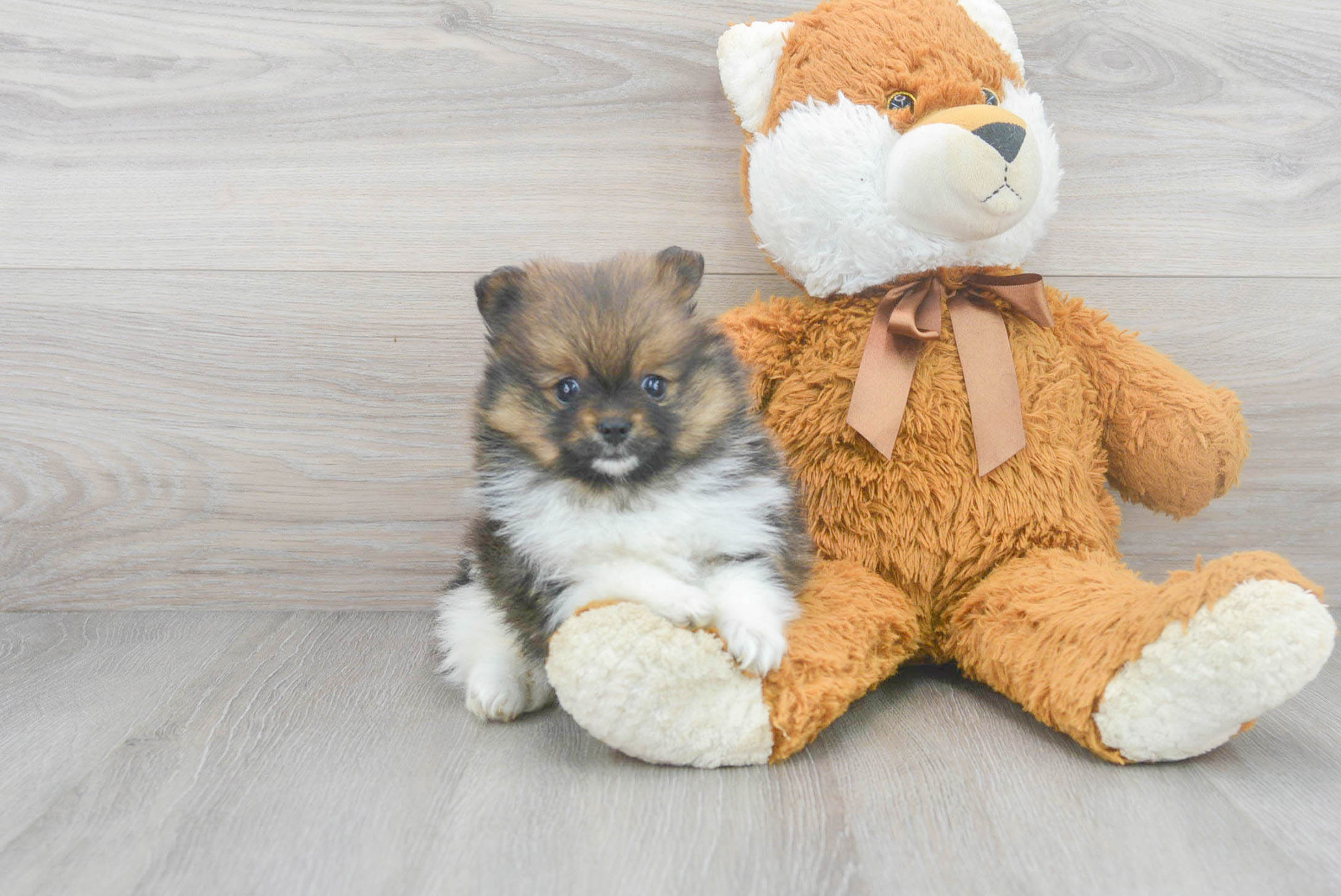 Hypoallergenic Pomeranian Purebred Pup