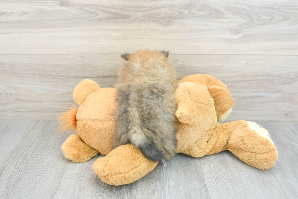 Funny Pomeranian Baby