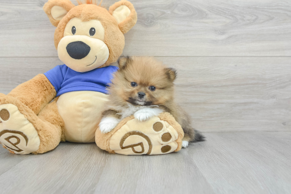 Petite Pomeranian Purebred Puppy