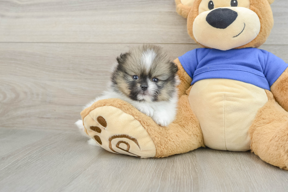 Happy Dwarf Spitz Purebred Puppy