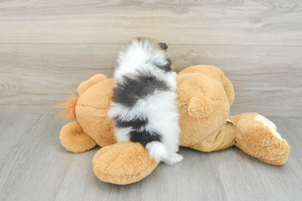 Playful Pomeranian Purebred Pup