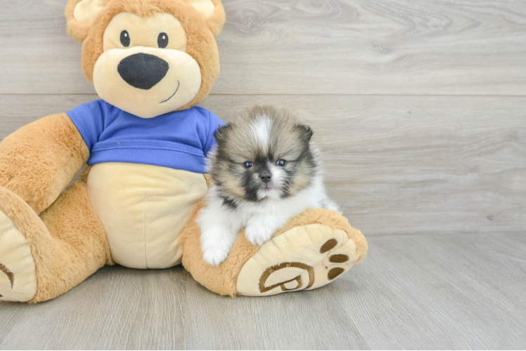 Small Pomeranian Baby