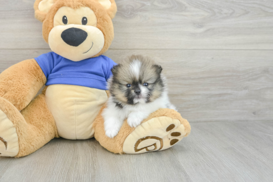 Small Pomeranian Baby
