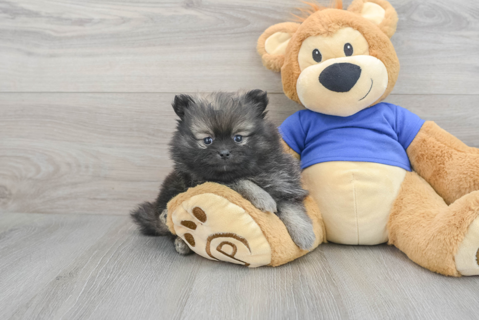 Best Pomeranian Baby