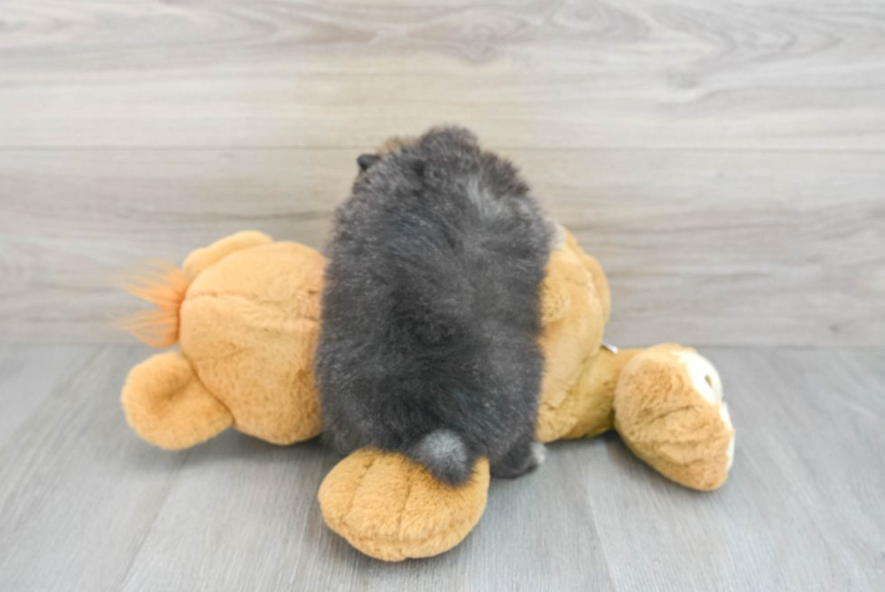 Friendly Pomeranian Purebred Pup