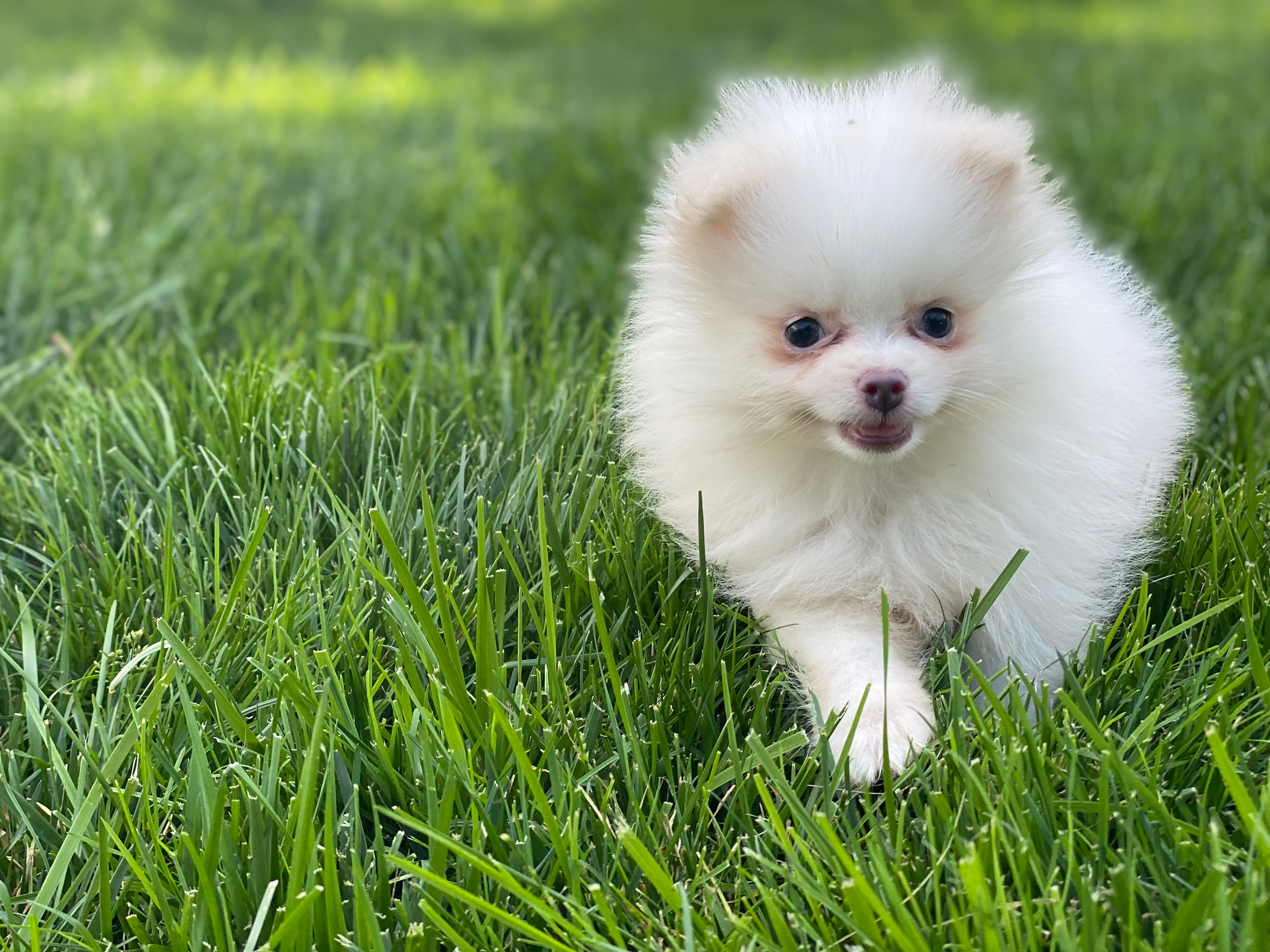 Petite Pomeranian Purebred Puppy
