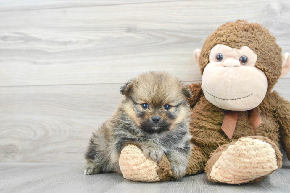 Fluffy Pomeranian Purebred Puppy