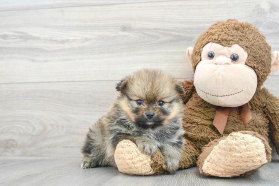 Fluffy Pomeranian Purebred Puppy