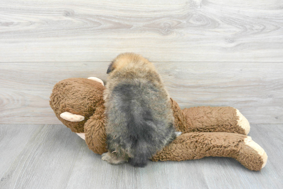 Happy Pomeranian Purebred Puppy