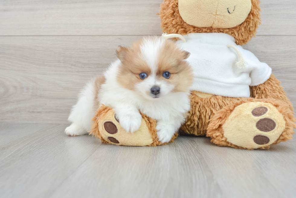 Pomeranian Pup Being Cute