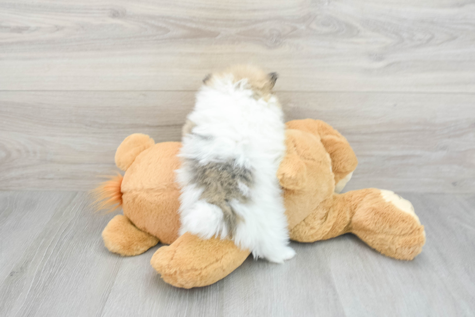 Friendly Pomeranian Baby