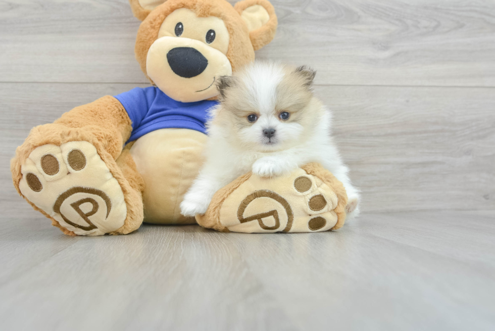 Best Pomeranian Baby