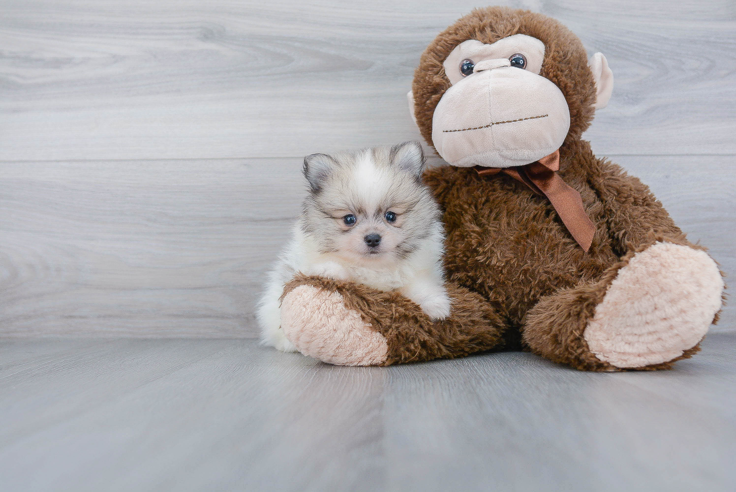 Funny Pomeranian Purebred Pup