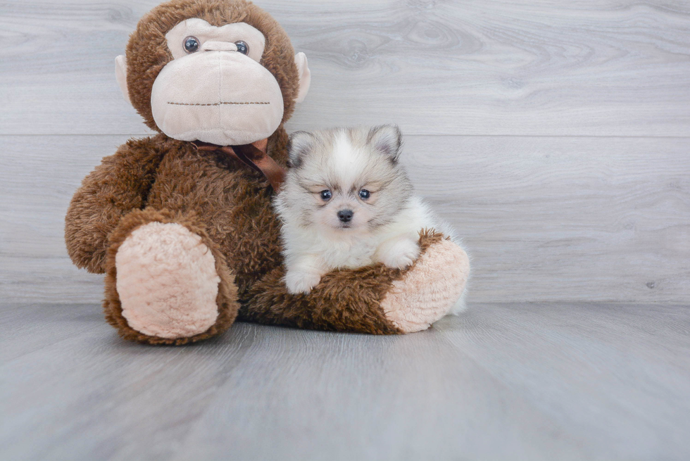 Pomeranian Pup Being Cute