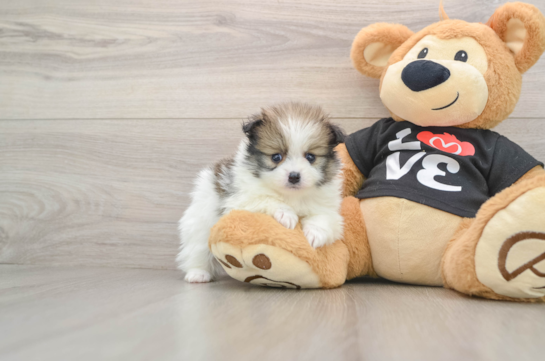 Happy Deutscher Spitz Purebred Puppy