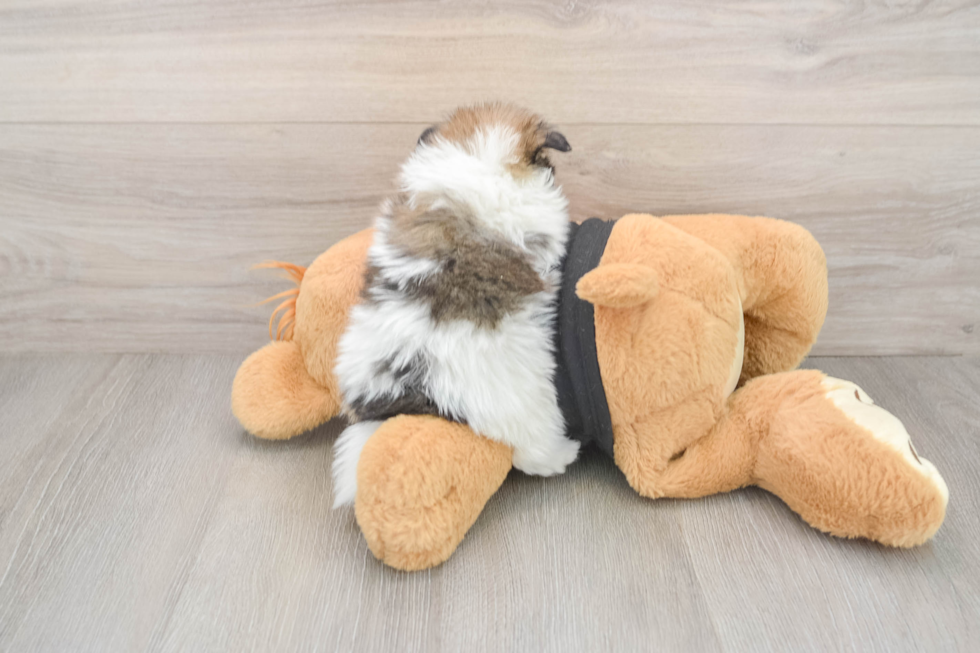 Pomeranian Pup Being Cute