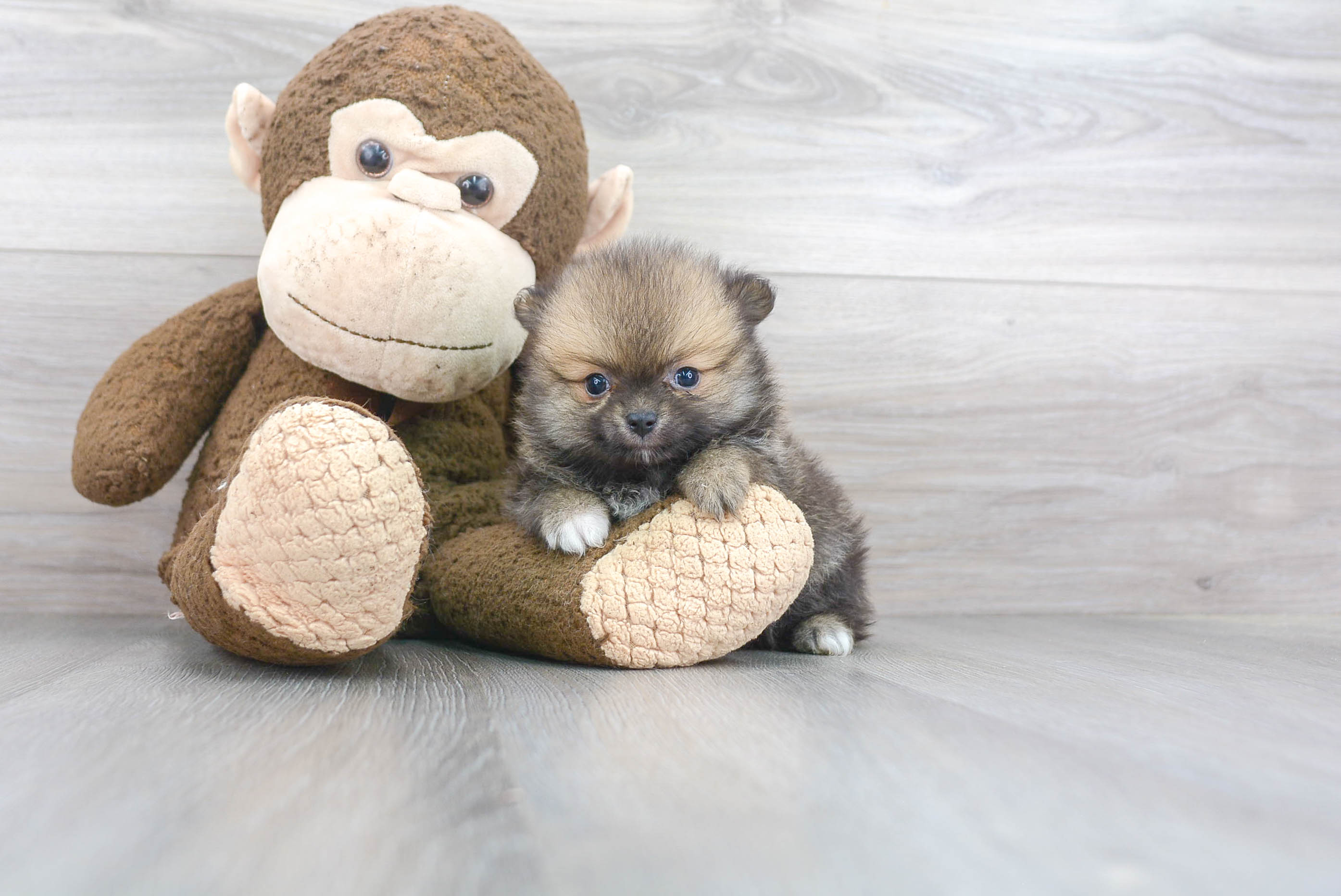 Best Pomeranian Baby