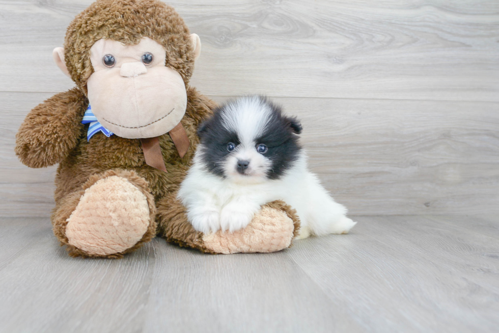 Best Pomeranian Baby
