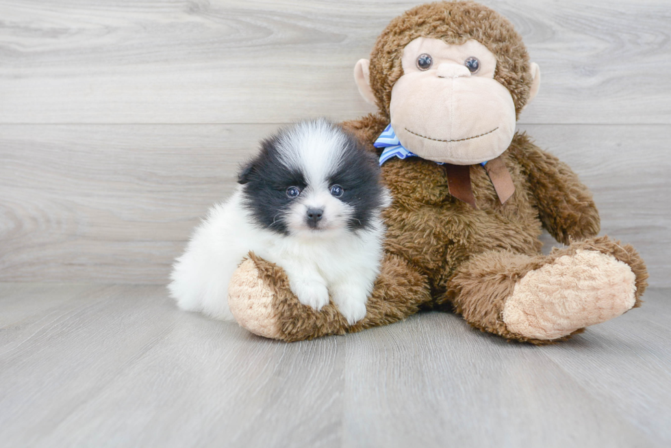 Pomeranian Puppy for Adoption