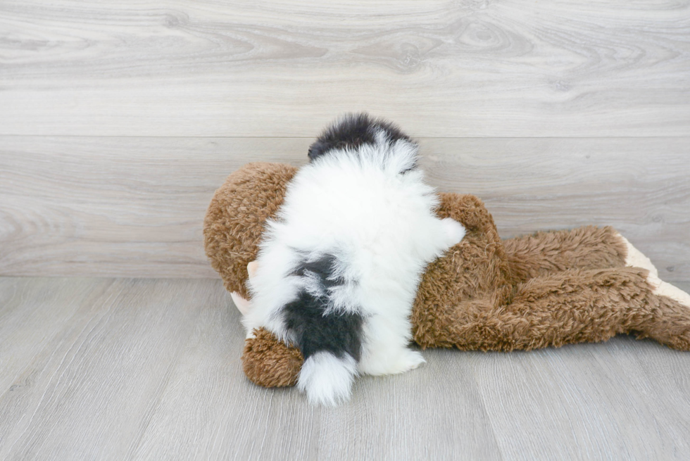 Adorable Pomeranian Purebred Puppy