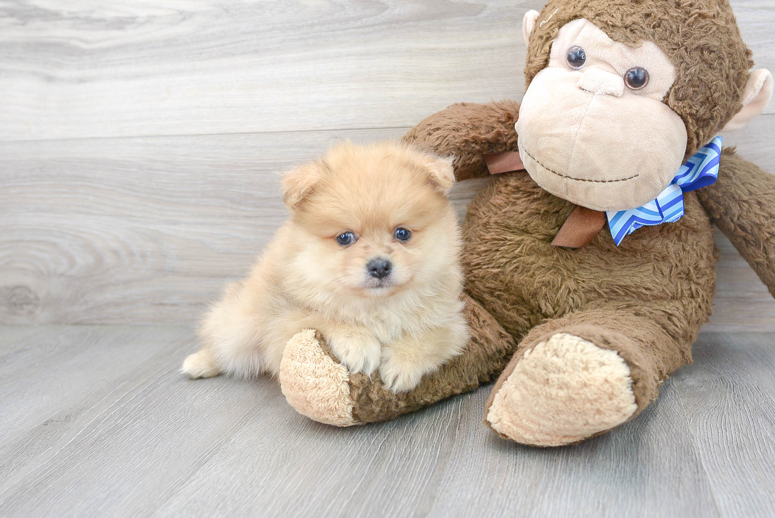Pomeranian Pup Being Cute