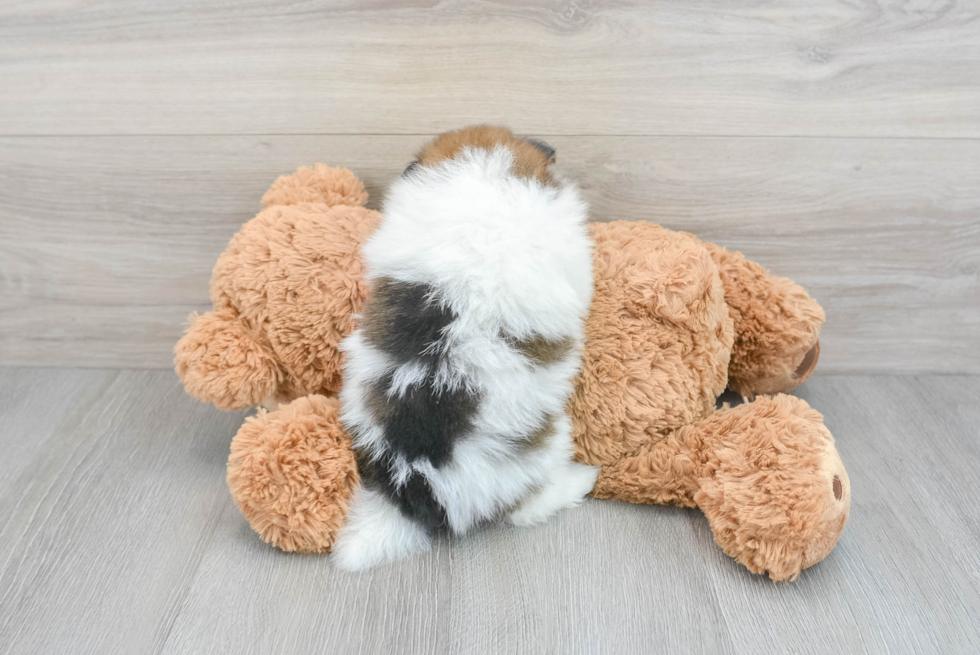 Pomeranian Pup Being Cute