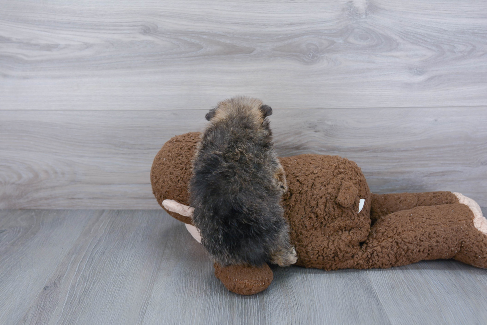 Pomeranian Puppy for Adoption