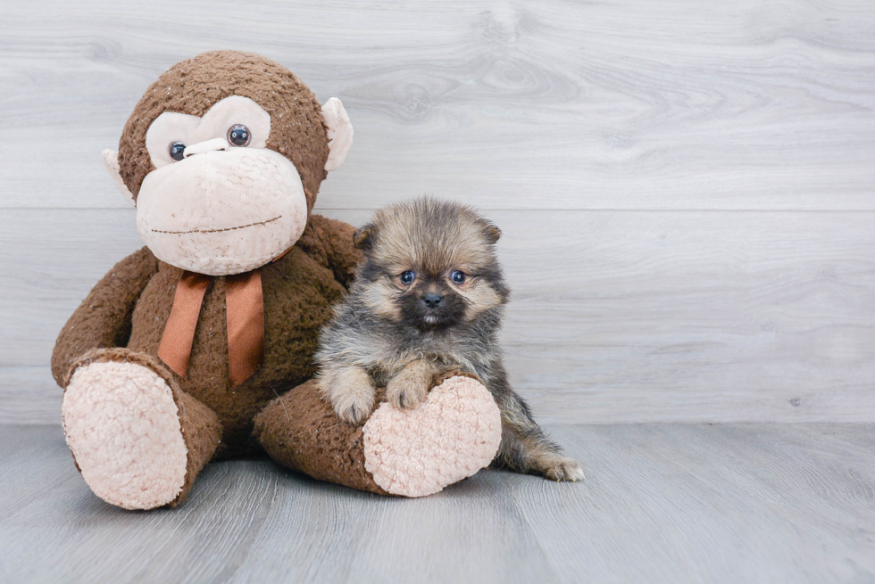 Popular Pomeranian Baby