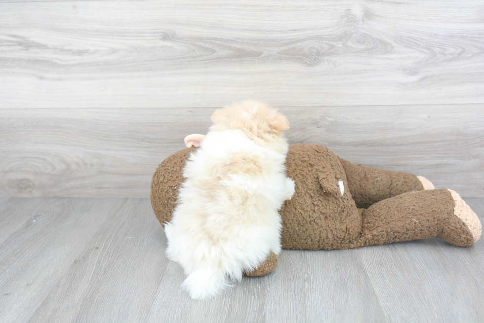 Popular Pomeranian Purebred Pup