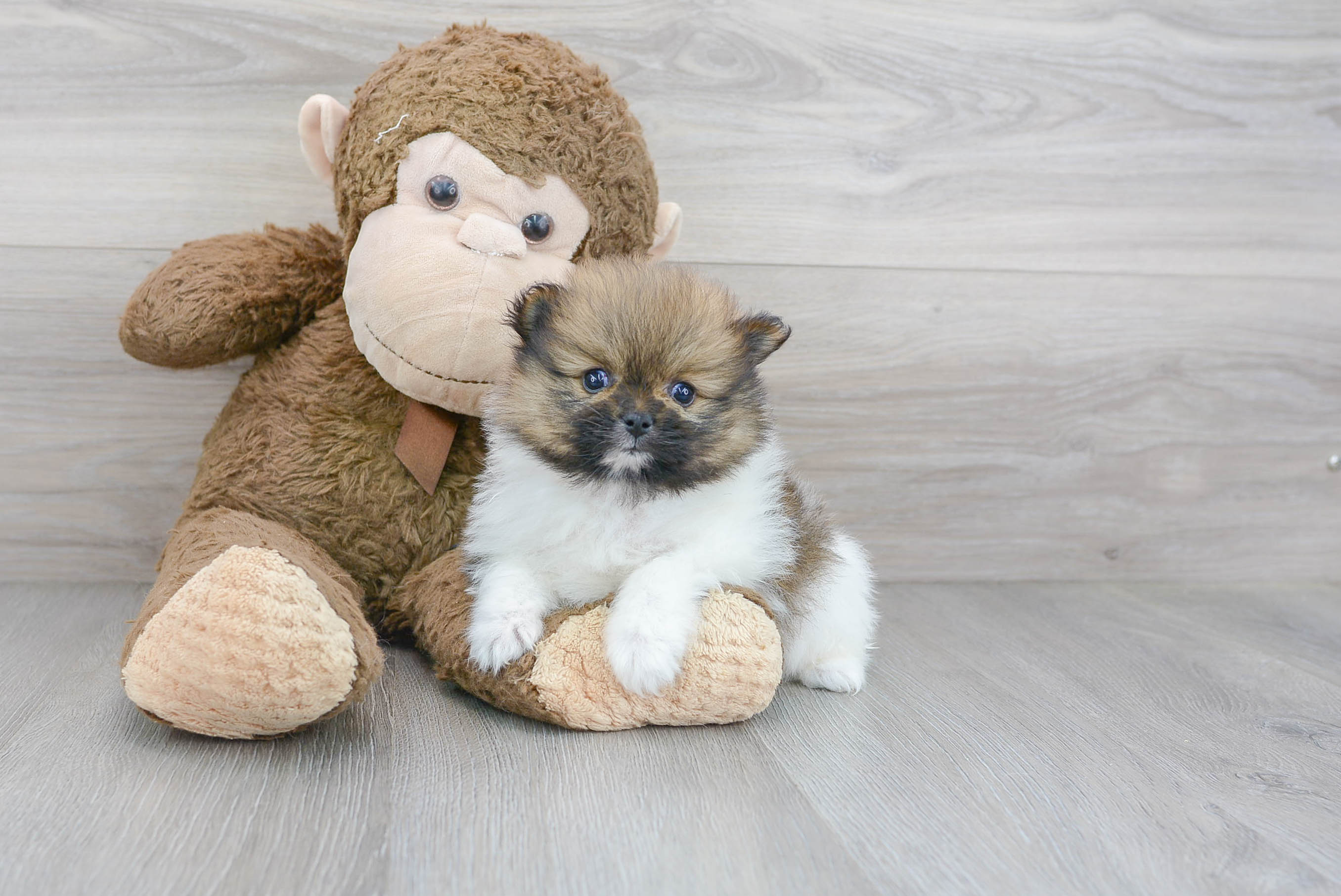 Pomeranian Pup Being Cute