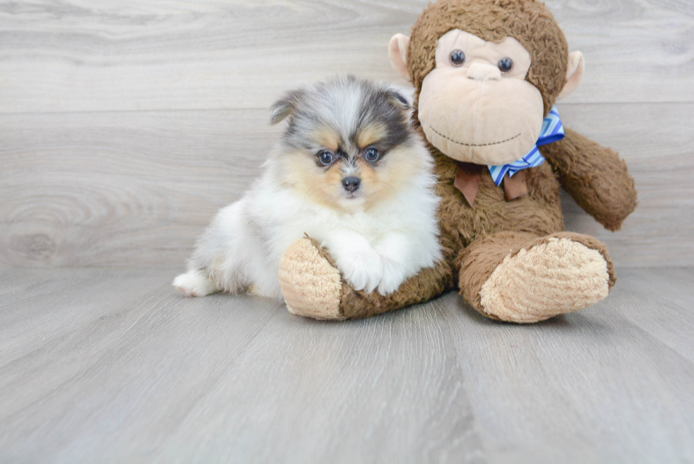 Smart Pomeranian Purebred Puppy