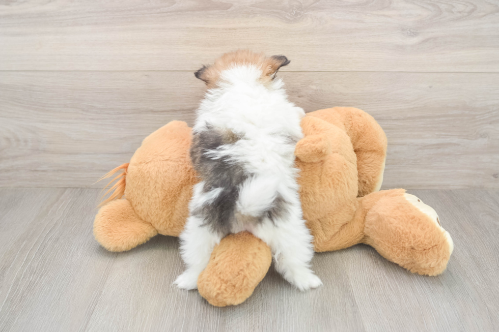 Pomeranian Puppy for Adoption