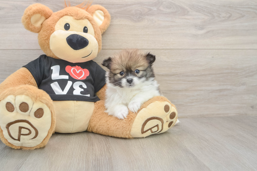 Popular Pomeranian Purebred Pup