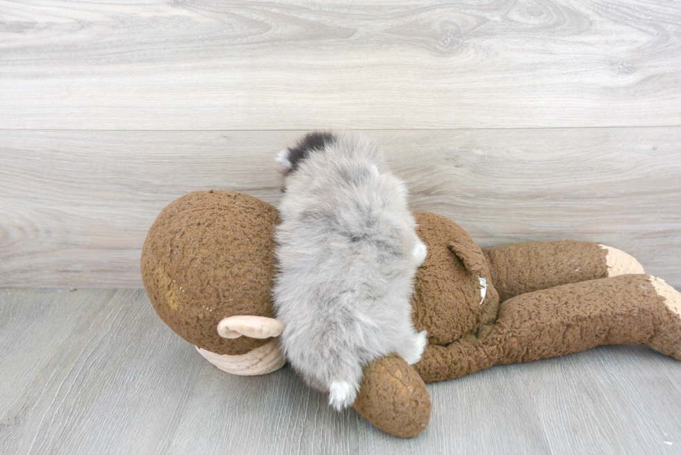 Adorable Pomeranian Purebred Puppy