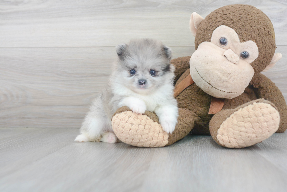 Cute Pomeranian Purebred Puppy