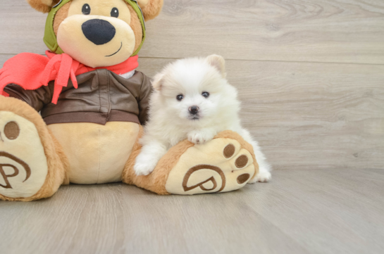 PANDA, a Pomeranian littermate