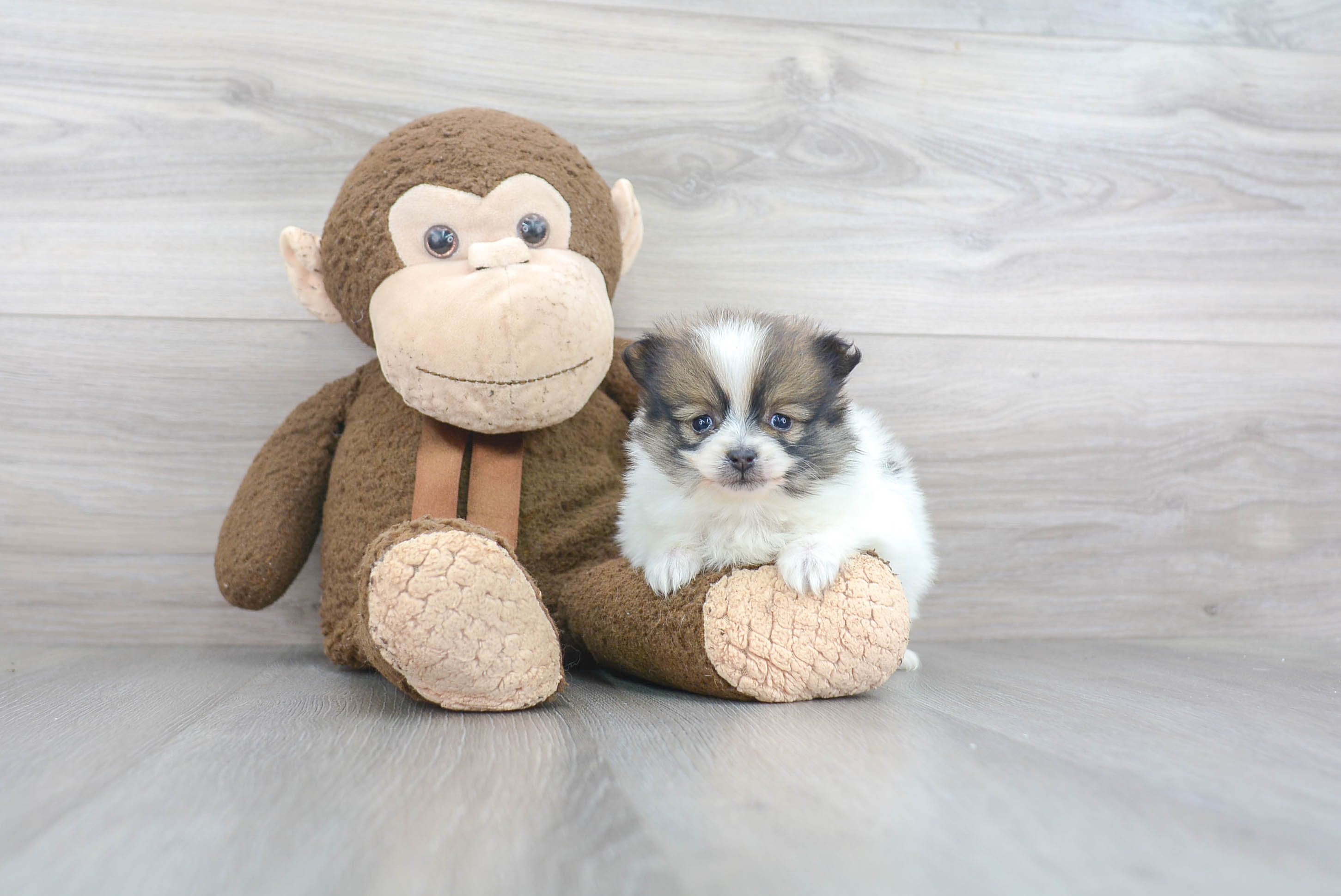 Pomeranian Puppy for Adoption