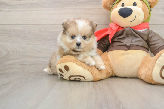 PARKER, a Pomeranian littermate