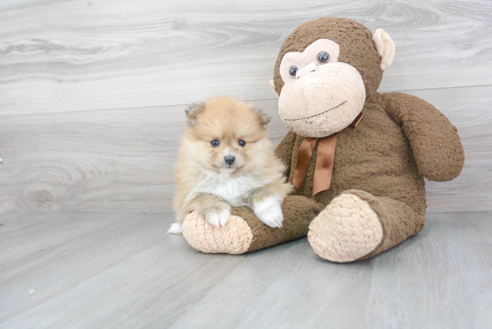 Pomeranian Pup Being Cute