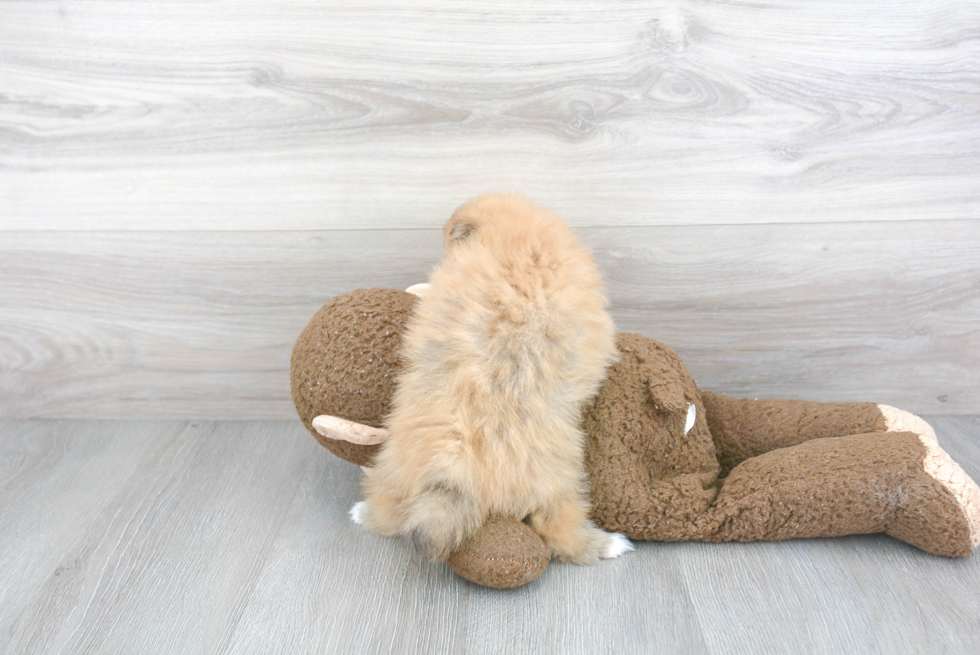 Best Pomeranian Baby