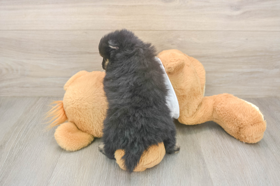 Pomeranian Pup Being Cute