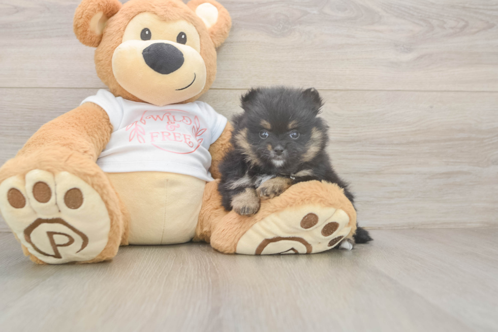 Best Pomeranian Baby