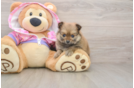 Pomeranian Pup Being Cute