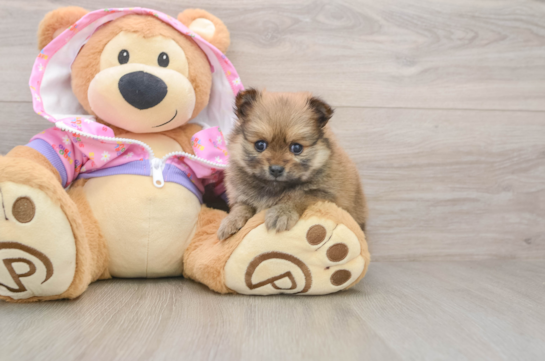 Pomeranian Pup Being Cute