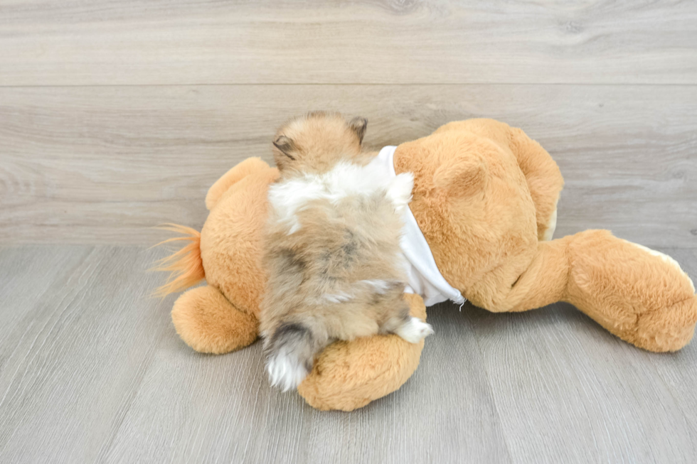 Pomeranian Puppy for Adoption