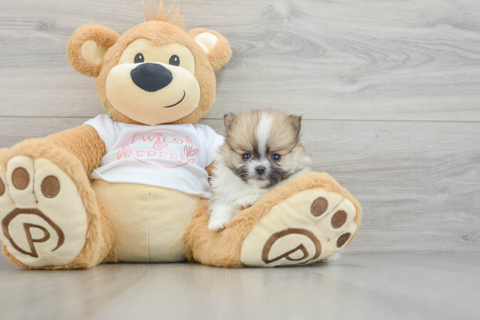 Best Pomeranian Baby