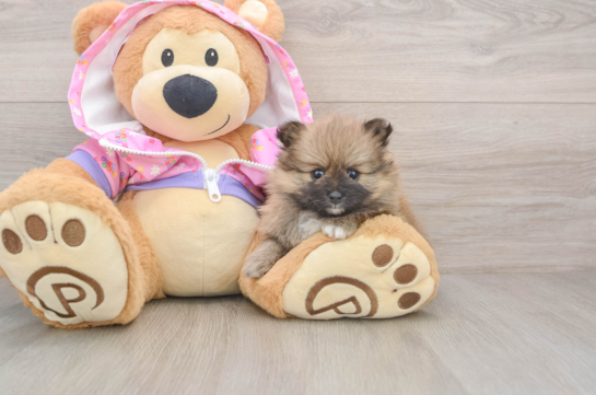 Friendly Pomeranian Purebred Pup